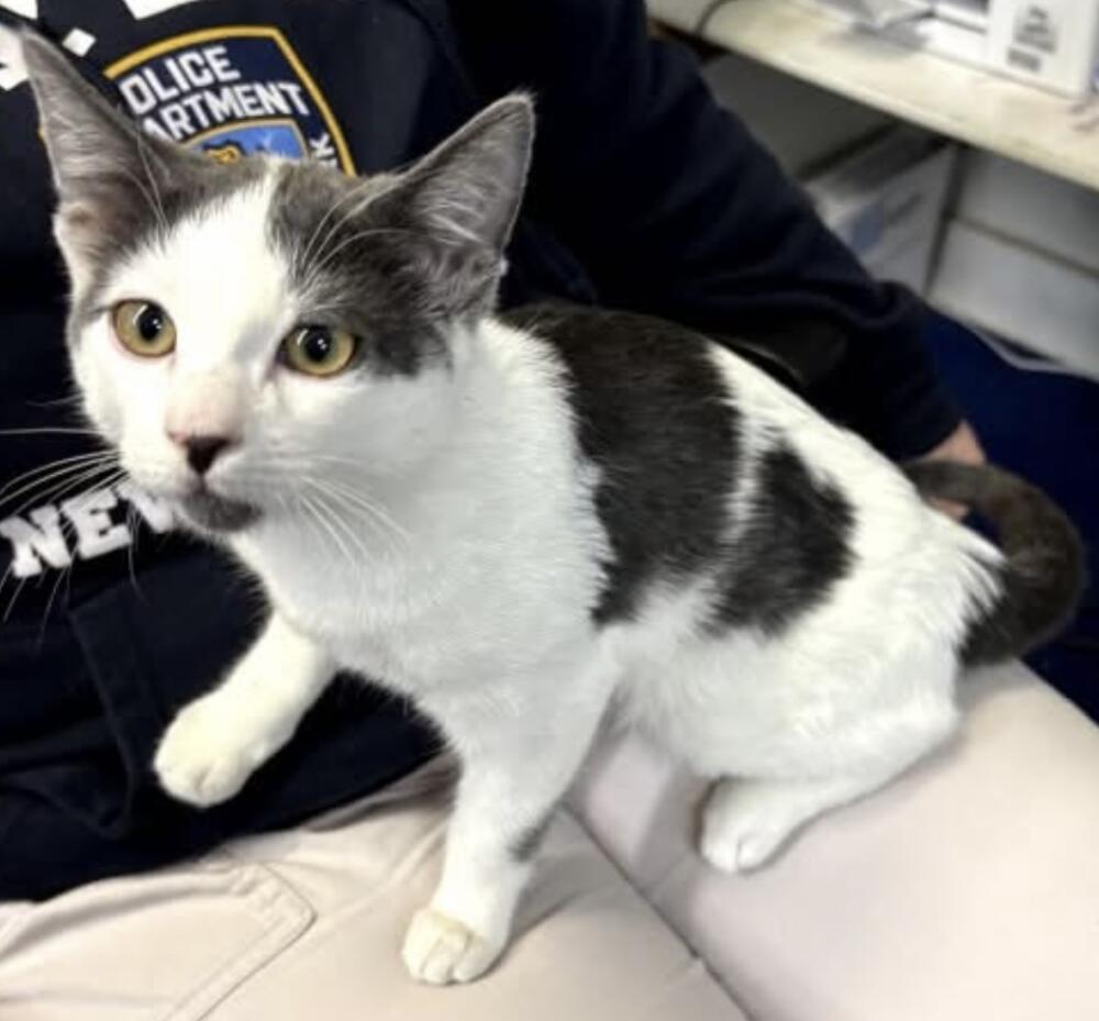 Young cat, suspected female, white with black spots on her back, ears, and tail, hazel eyes. Arcadia.