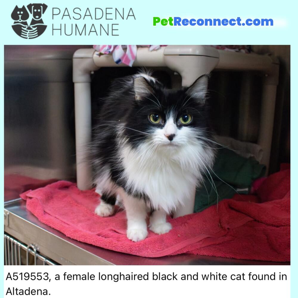 A519553, a female longhaired black and white cat found in Altadena.