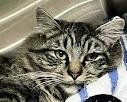 Found brown gray tabby Cat Female