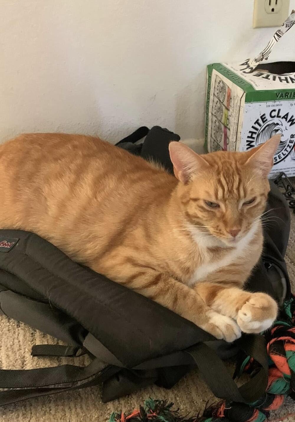 Orange tabby cat male lost