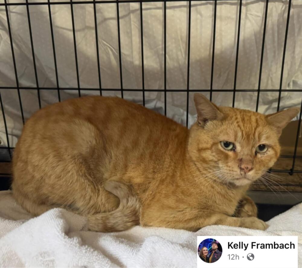 Found orange / ginger male cat 🔥 Altadena 🔥