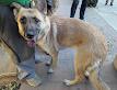 German shepherd female ~1 year 6 months