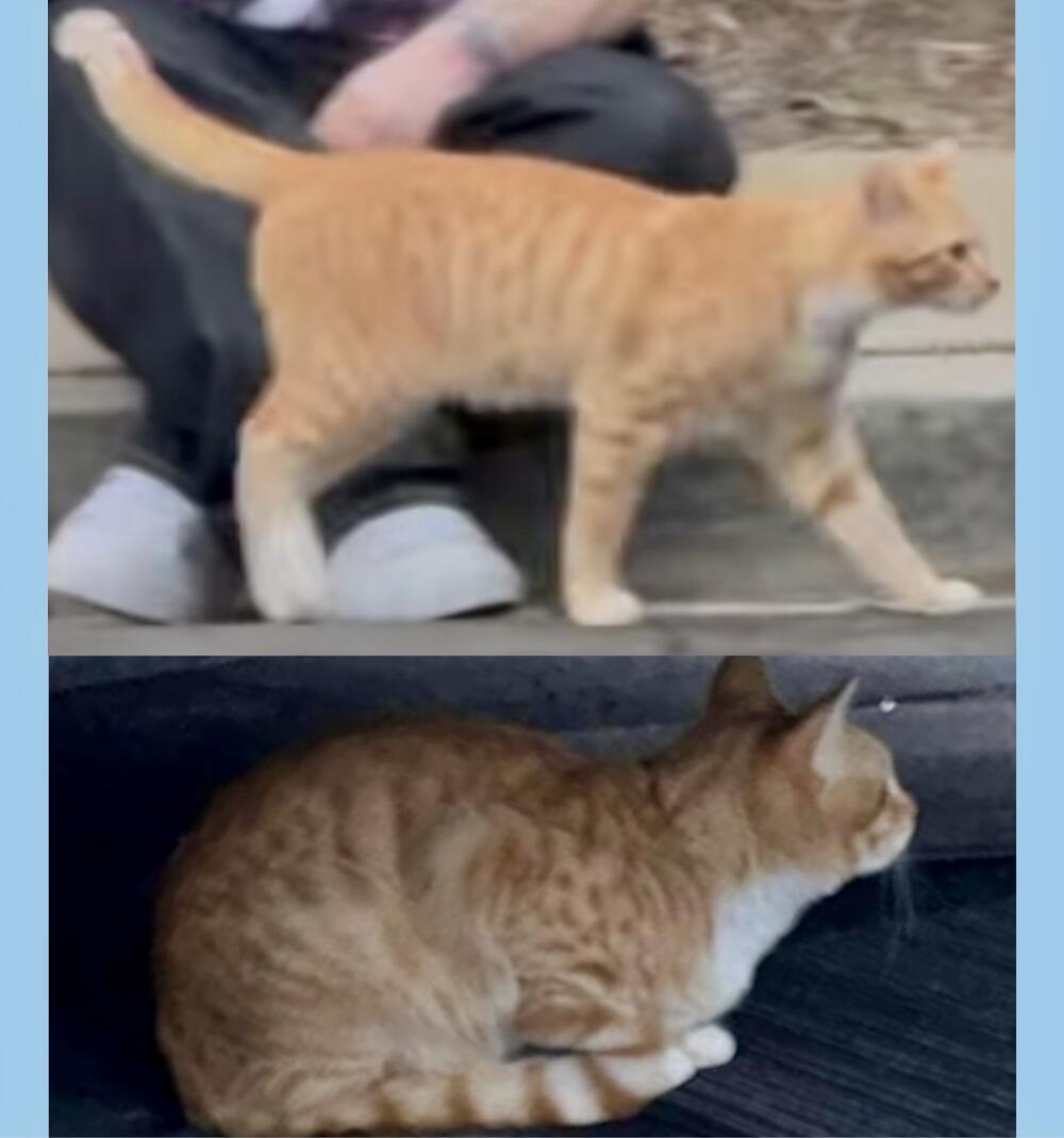 Orange tabby male shorthair domestic found in Lake Forest