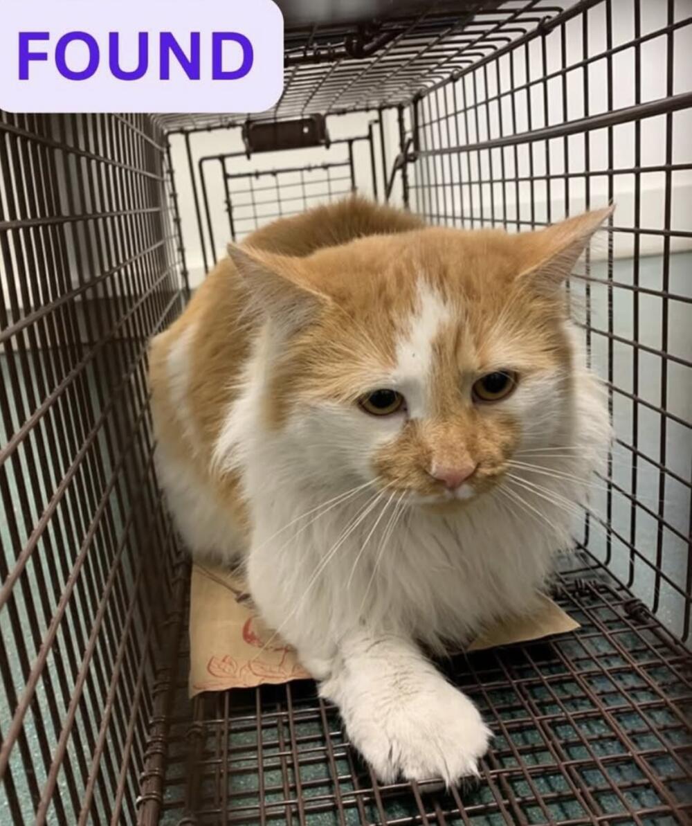 Orange cat male found in Pasadena