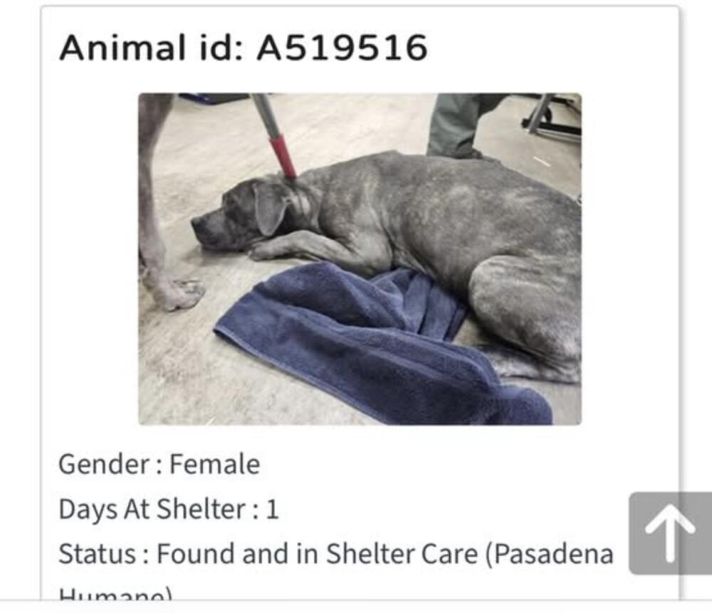 Gray big dog found female