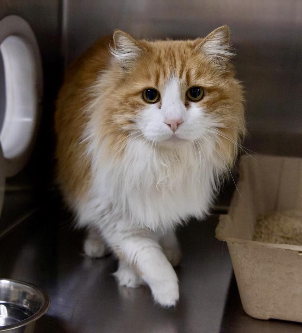 Orange / ginger and white longhair cat