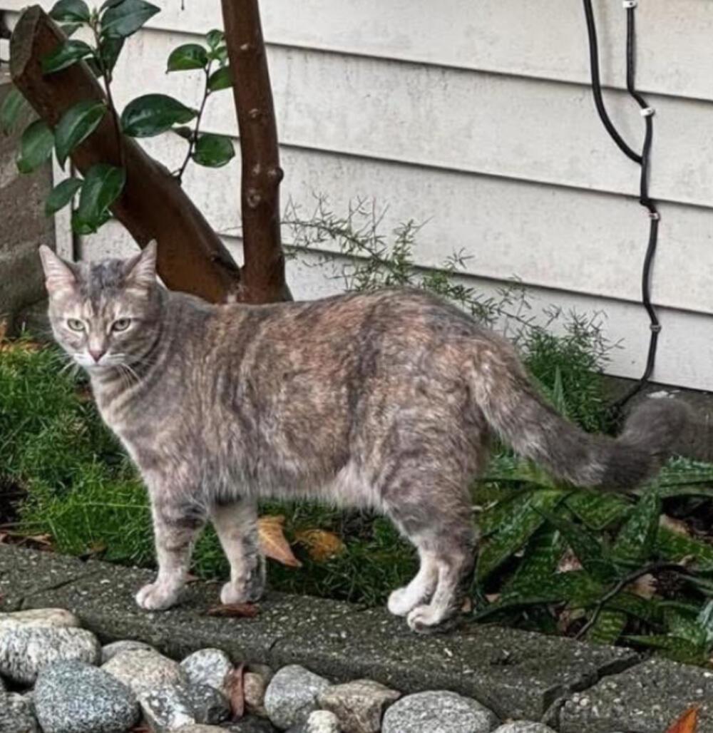 Cat lost gray medium hair. Altadena.