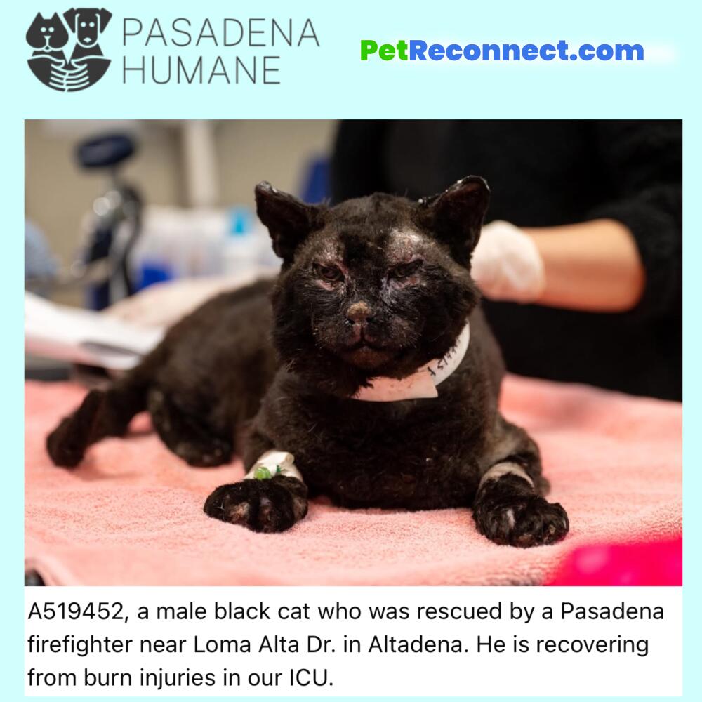 A519452, a male black cat who was rescued by a Pasadena firefighter near Loma Alta Dr. in Altadena. He is recovering from burn injuries in our ICU.