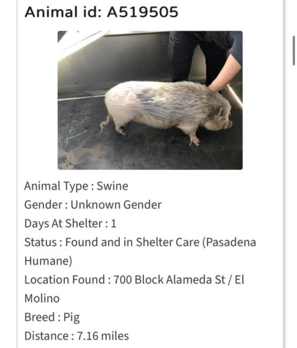 Pig small