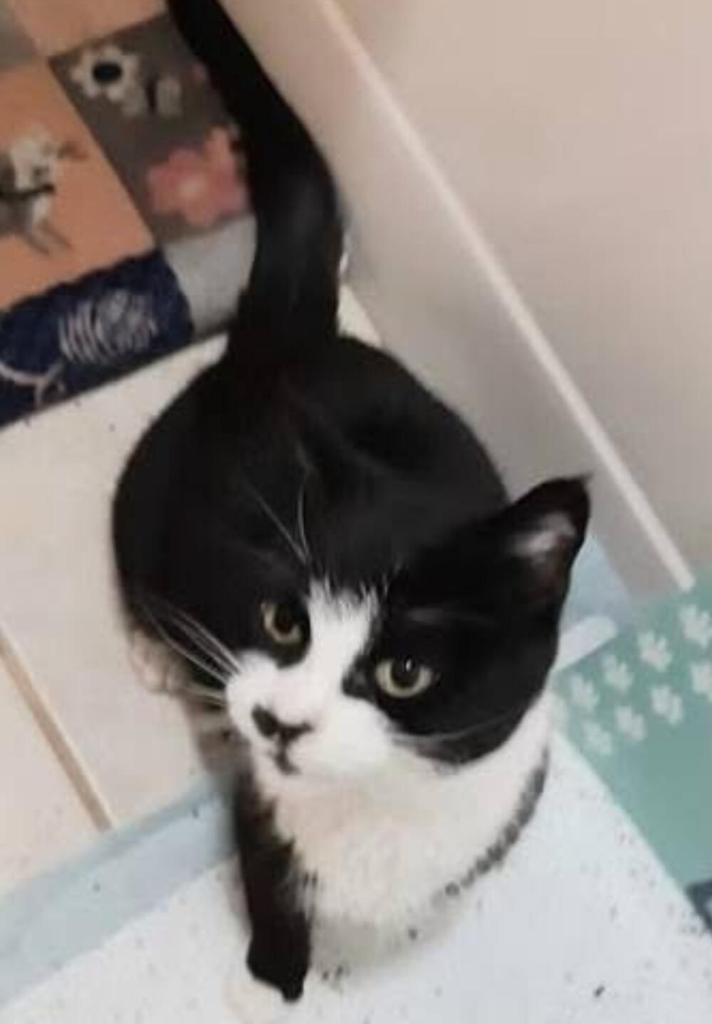 Found 🔥 TRANSFER FROM NORMANDY HEIGHT  🔥 ~ 8 y.o Female black and white / TUXEDO domestic shorthair