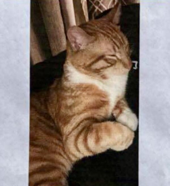 Lost orange and white tabby male cat with a long body. Orange, CA