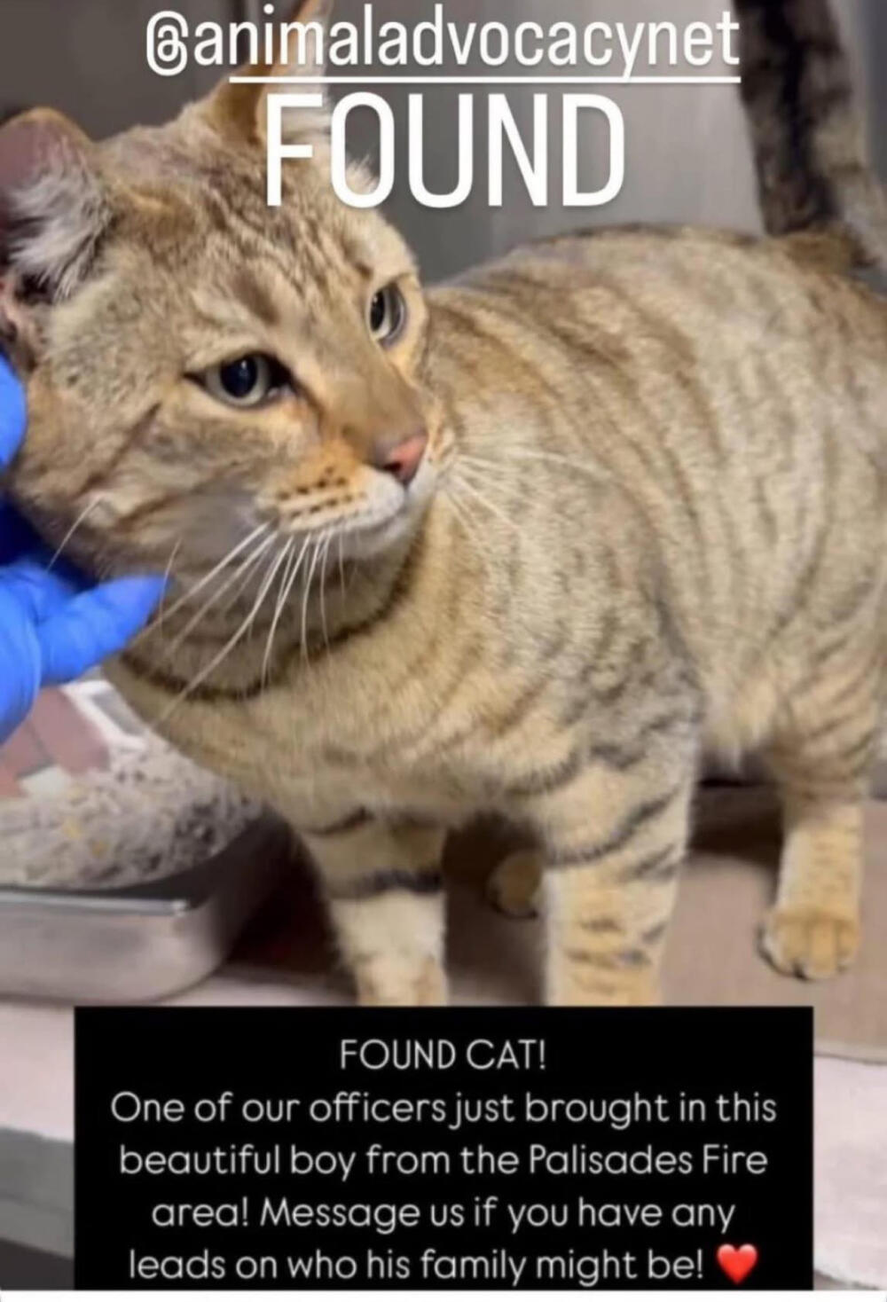 Orange tabby cat Found