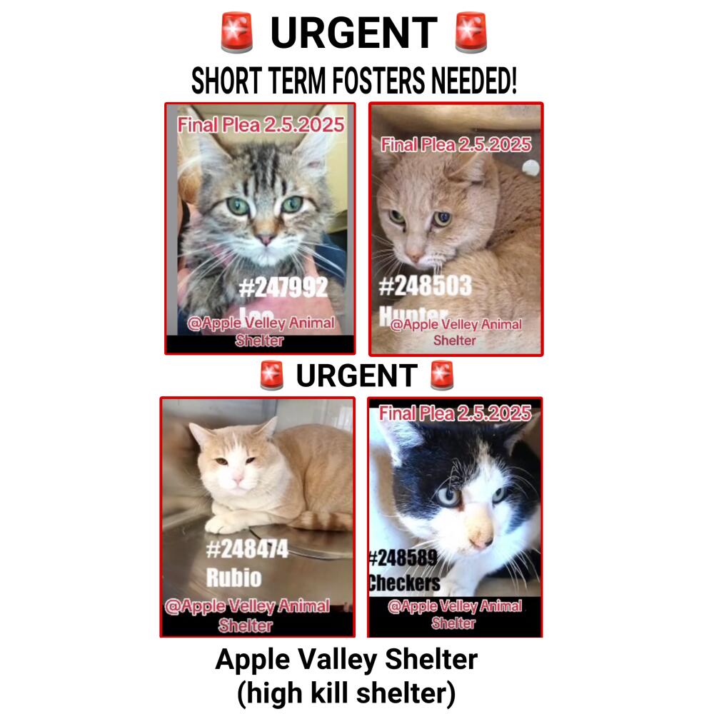 Short term fosters needed for cats! Urgent! 🚨