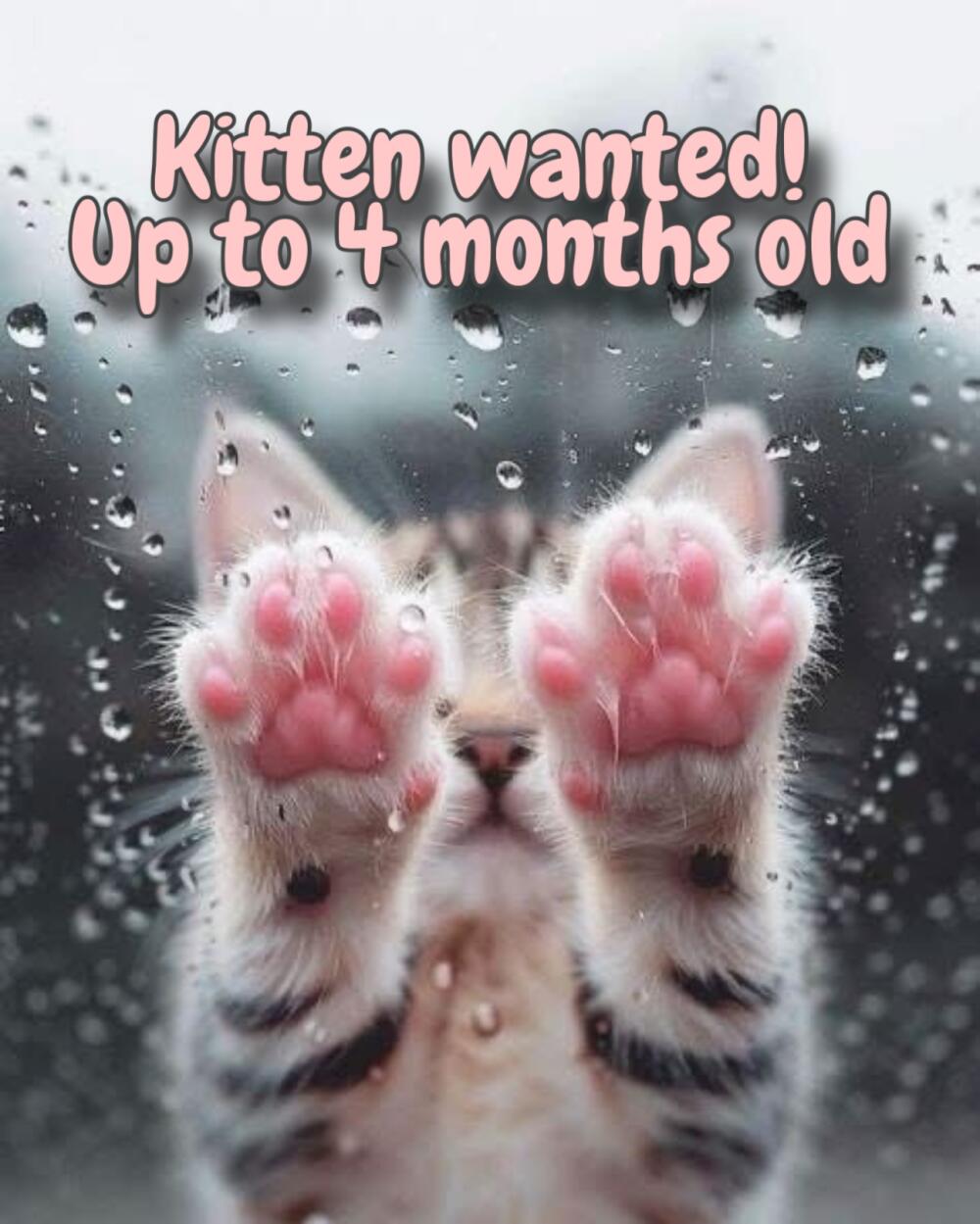 Kitten wanted for adoption. Up to 4 months old.