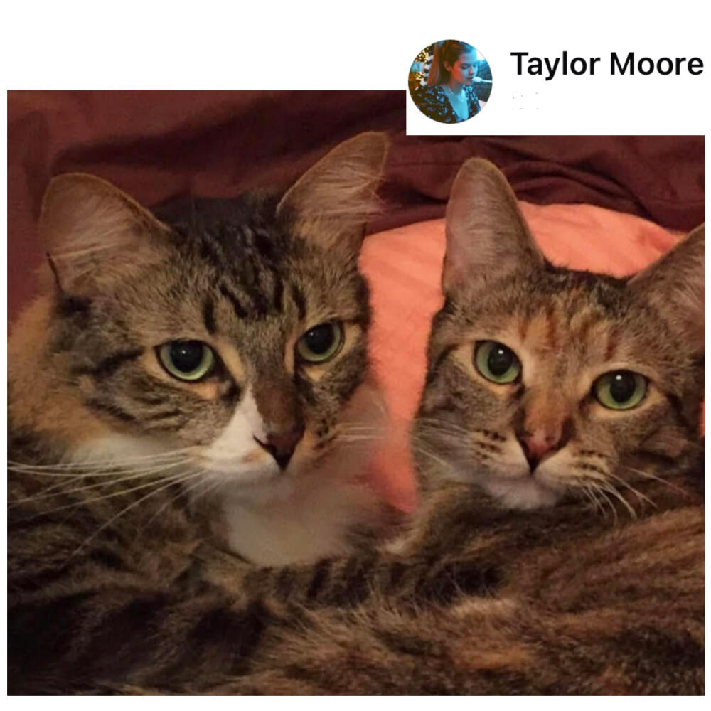 LOST cats Tyson & Honey. Brown  / gray tabby and white. 🔥 ALTADENA 🔥