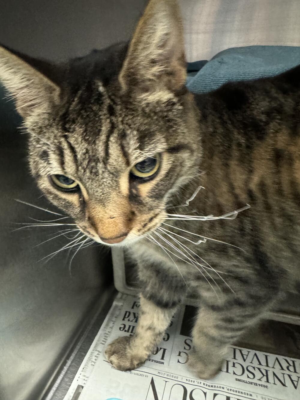 Gray / brown tabby cat with melted whiskers ( possibly from fire? ) in Devore shelter