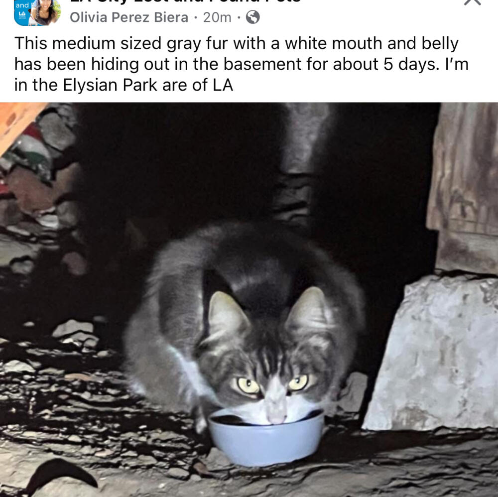 Found cat gray fur with a white mouth and belly