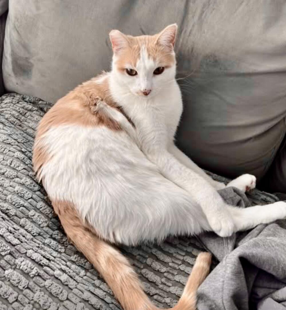 Lost Orange / ginger and white cat. Tipped ear. Inglewood.