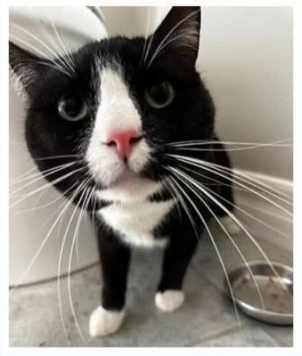 🔥 FROM ALTADENA 🔥 Found ~2 y.o male domestic shorthair black and white / Tuxedo cat