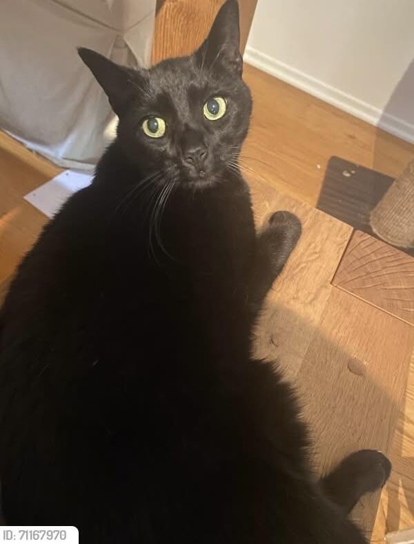 Lost Cat Female Black Luna LA