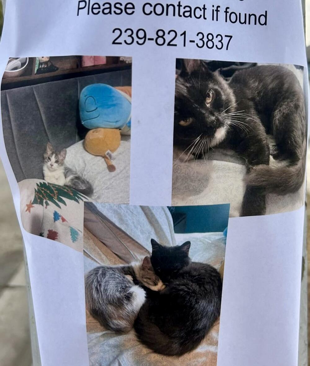 Lost cat (s) gray and white tabby + black with white spots