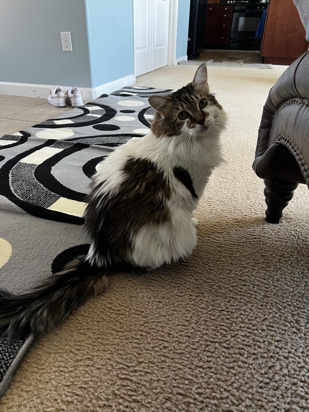 Male fixed,green eyes long hair with large spotted marks