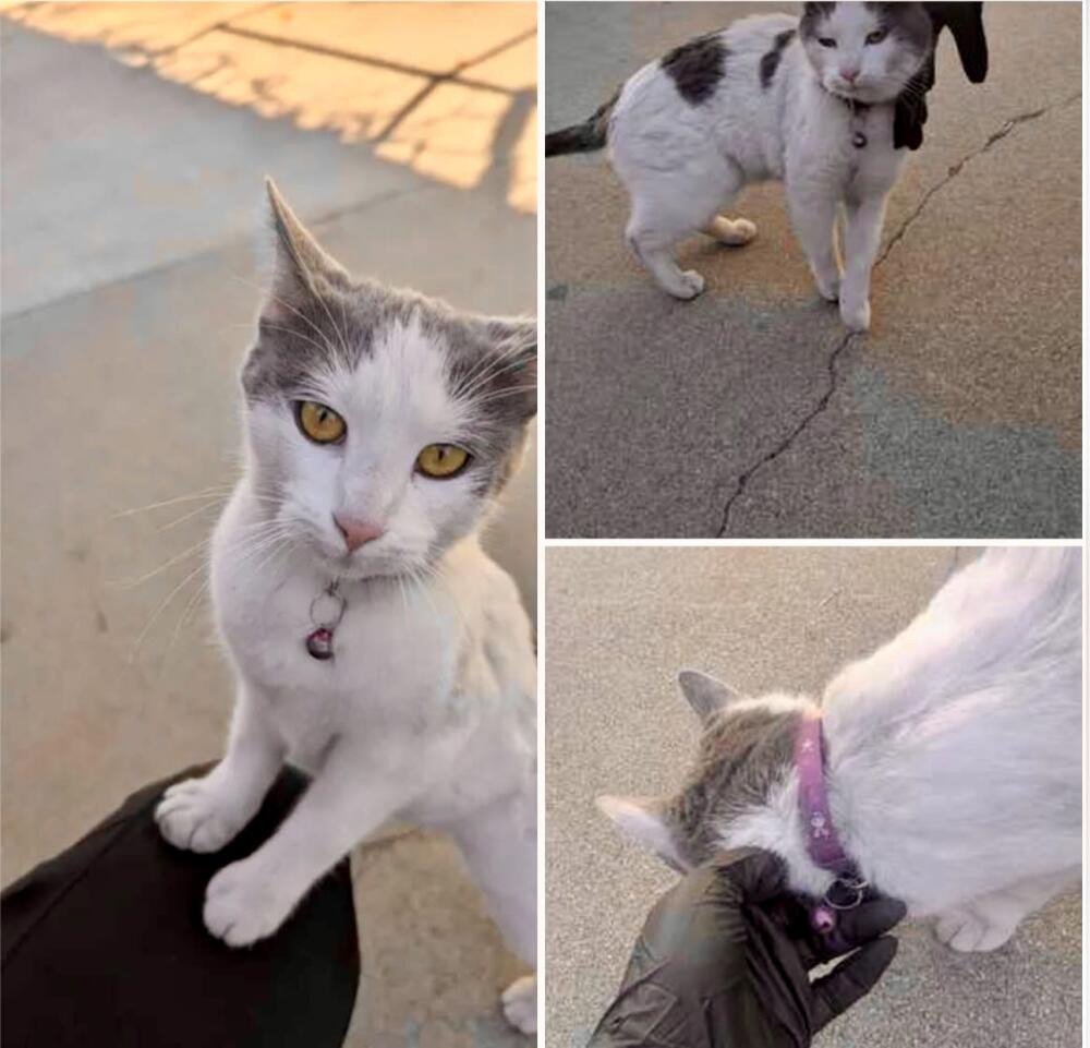 Aldadena white and gray cat. Red / pink collar