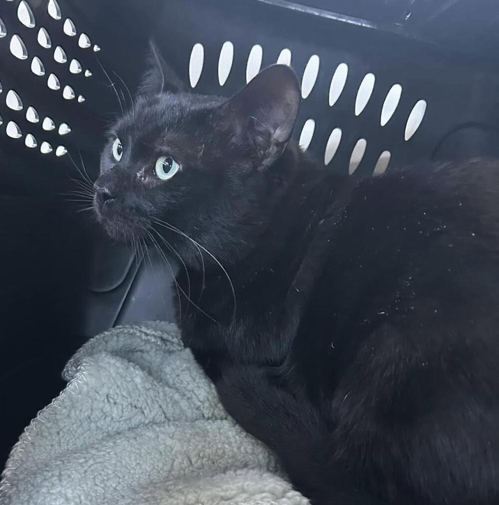 Black Male Cat Found