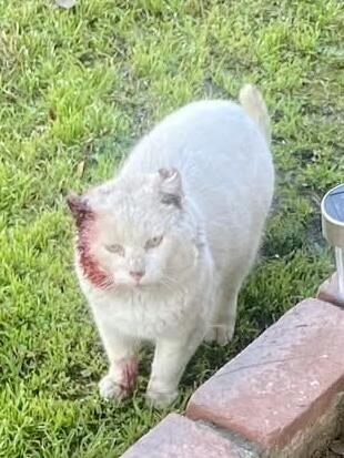 White cat with gray ears found. Altadena. Foster help needed.