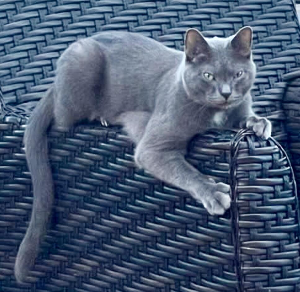 Russian Blue ( grey ) with tuft of white on chest. Very shy. Lost in Altadena