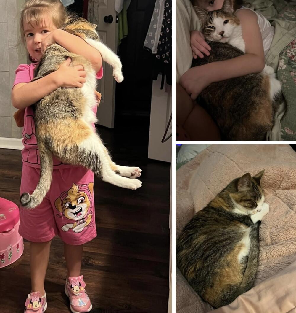 Lost female cat calico gray brown white with stripes. Los Angeles.