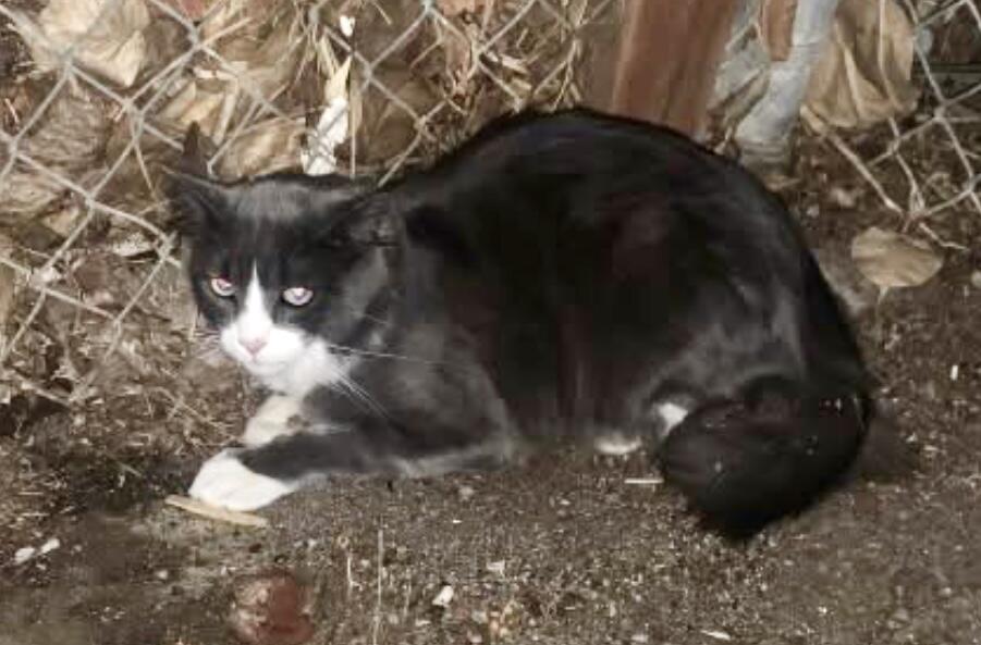 Found black and white cat.