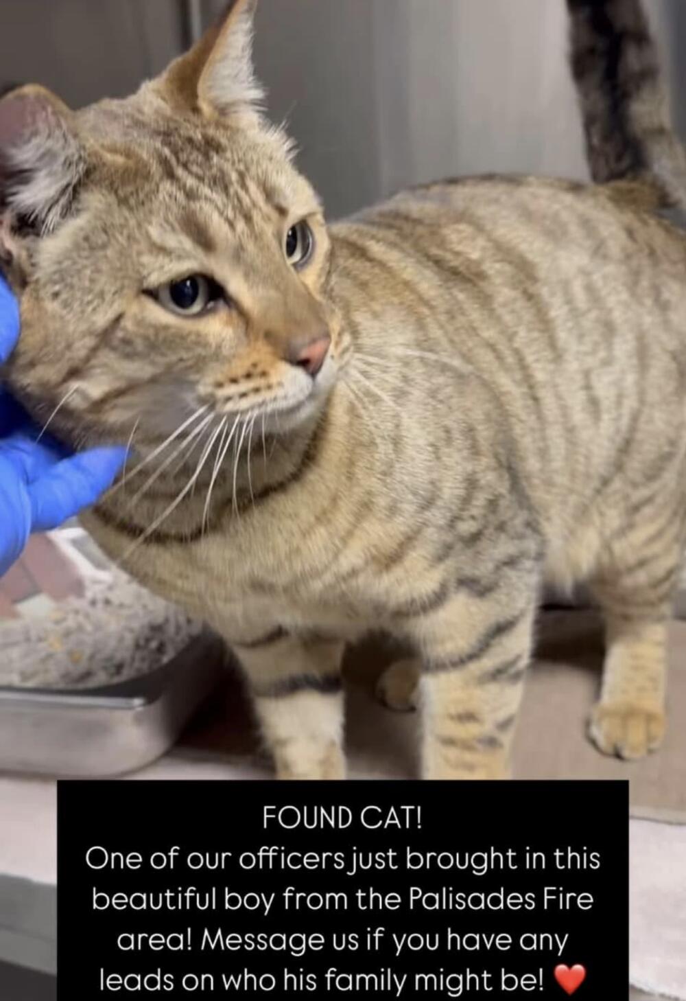 Cat found in Palisades area. Gray / brown tabby cat.