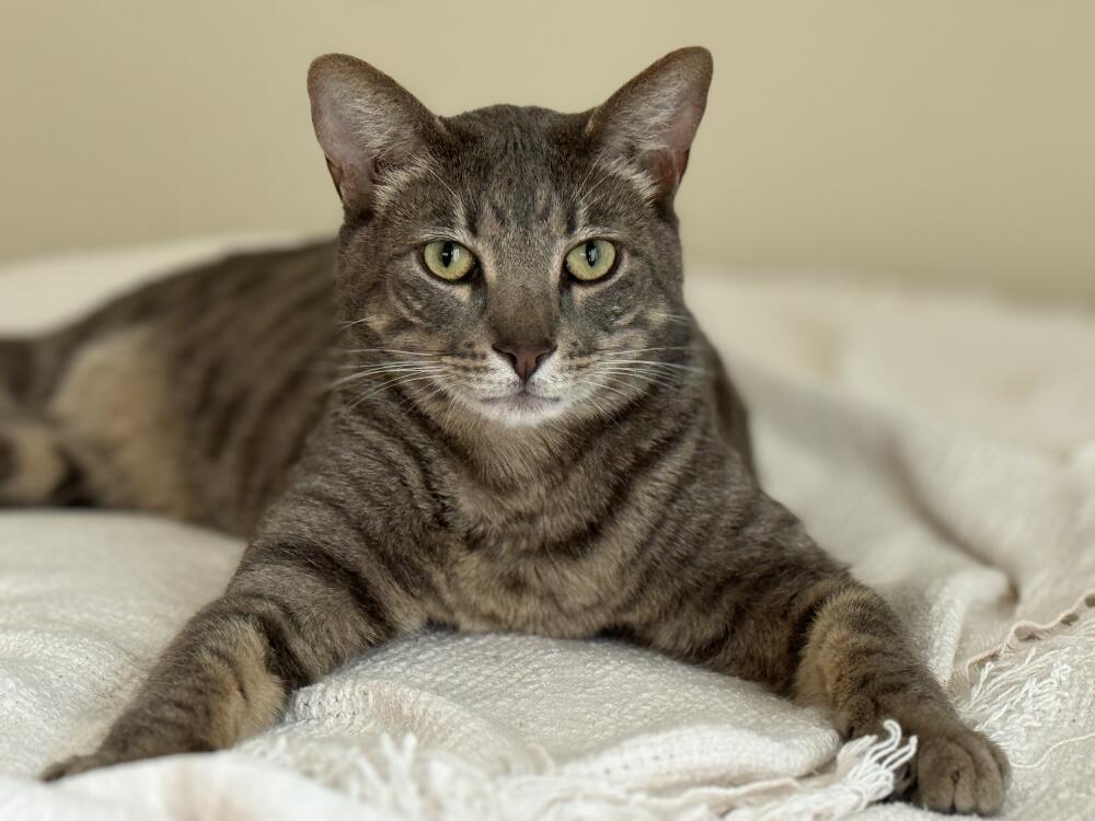 Friendly Tabby with Yellow and Green Eyes