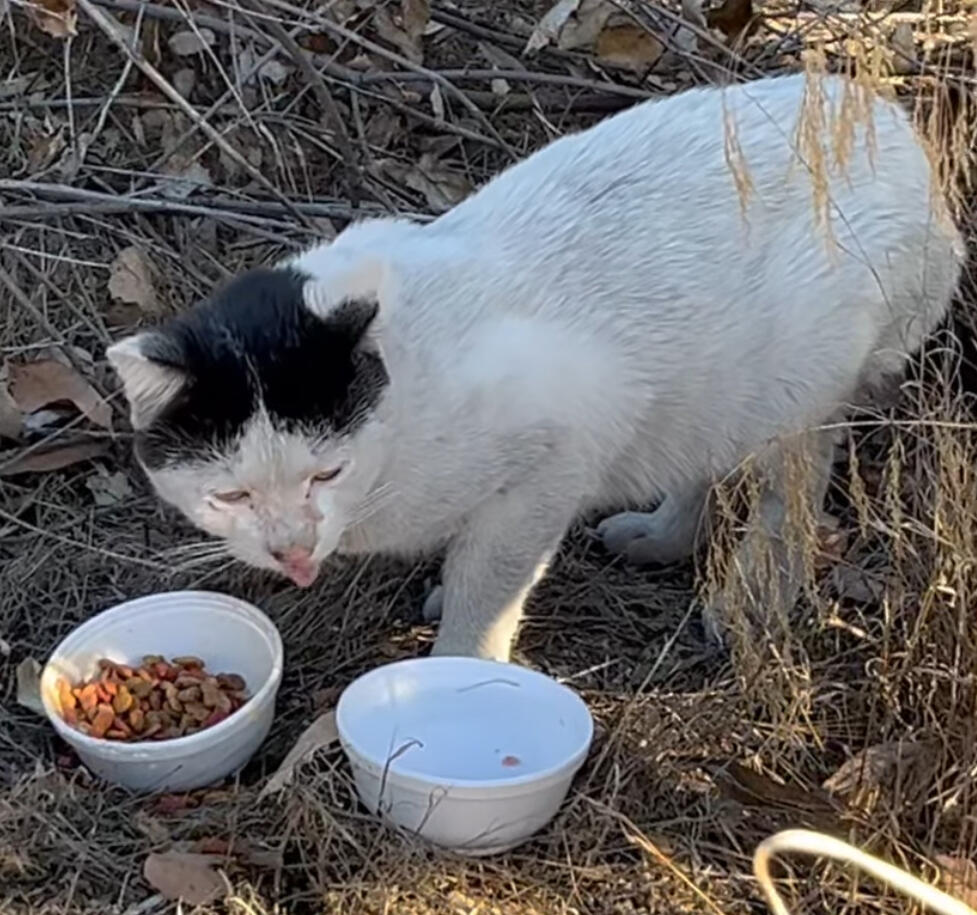 Cat found black and white