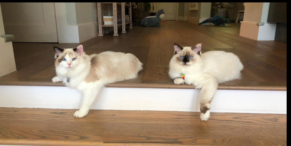 2 Ragdolls Lost in Palisades Fire