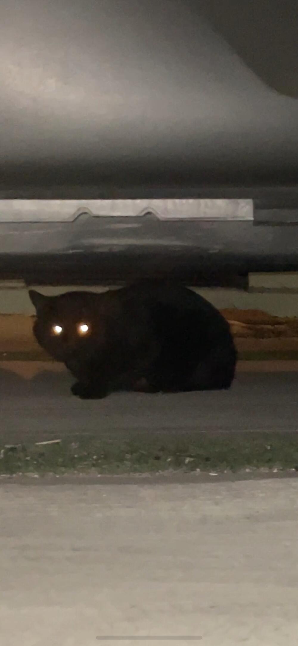 Black cat sighting (could not catch)