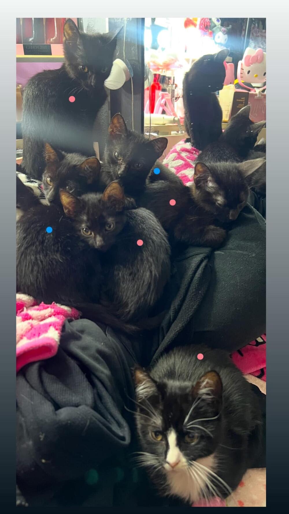 Black kittens for adoption or fostering 6 of them